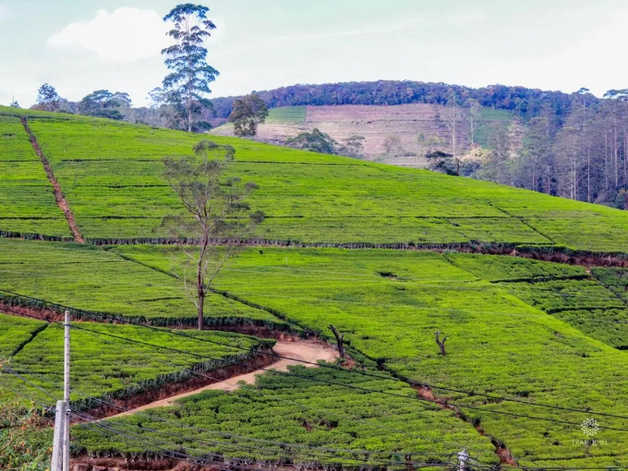Guest house The Tranquill Hotel Nuwara Eliya Sri Lanka